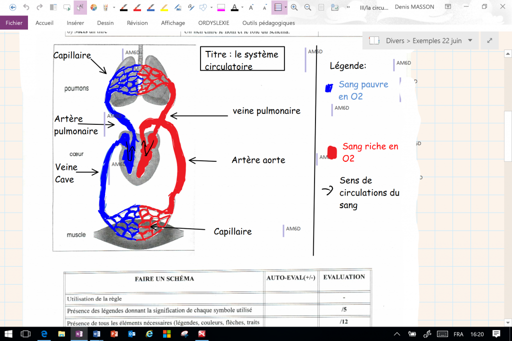 Diapo 3 : Exemple de cours affiché sur Ordylexie; schéma du système circulatoire.