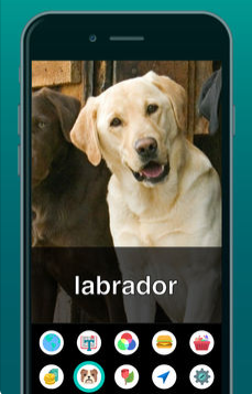 Diapo 4 : Application Aipoly vision reconnaissant un chien labrador.